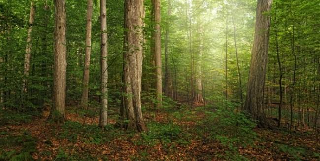 Древесная народная медицина: все факты деревьях-целителях