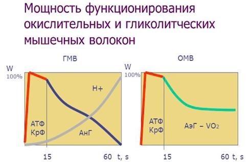 мышцы 7.jpg