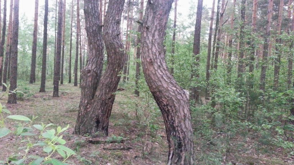 Древесная народная медицина: все факты деревьях-целителях