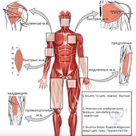 мышцы 5.jpg