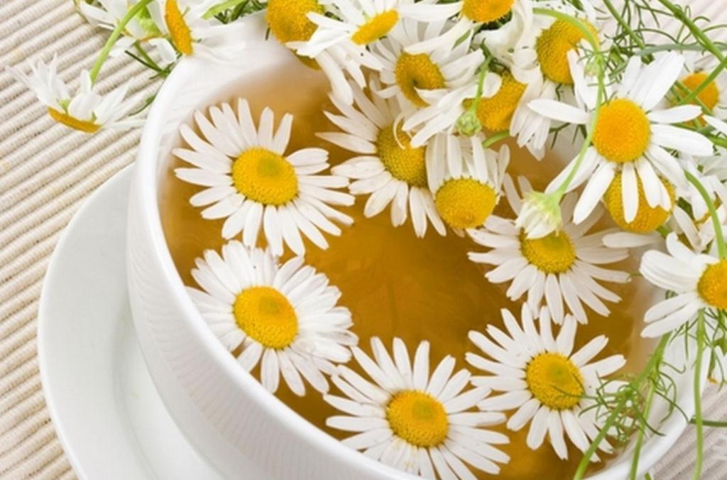 Отвар из цветов ромашки