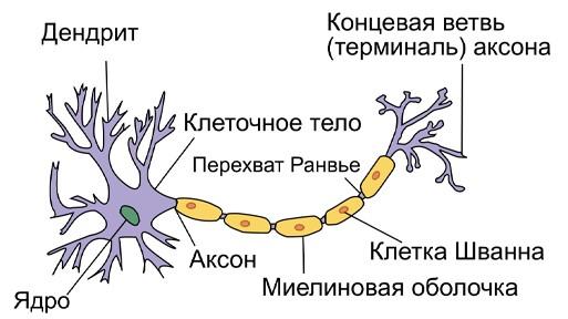 мышцы 4.jpg