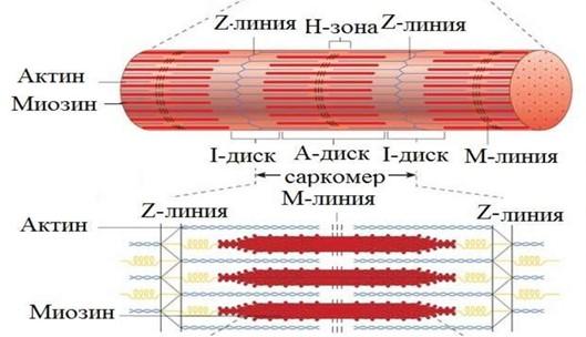 мышцы 3.jpg